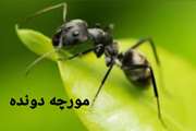 قصه صوتی(۱) مورچه دونده